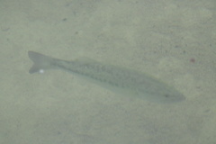 Micropterus treculii