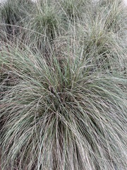 Muhlenbergia rigens