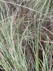 Muhlenbergia rigens
