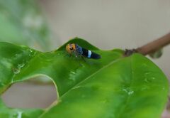 Amblyscarta unifasciata