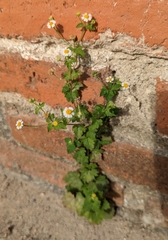 Perityle microglossa