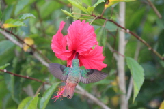 Amazilia tzacatl