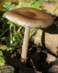 Melanoleuca melaleuca