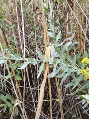 Senecio rigidus