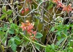 Epidendrum cinnabarinum
