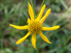 Helianthus longifolius
