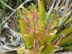 Aechmea leptantha