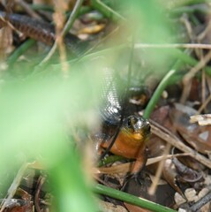 Zonosaurus madagascariensis