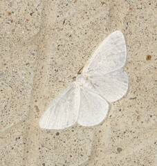 Protitame virginalis