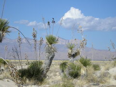 Yucca elata