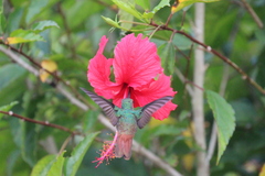 Amazilia tzacatl