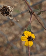 Zinnia maritima