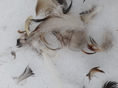 Anas platyrhynchos