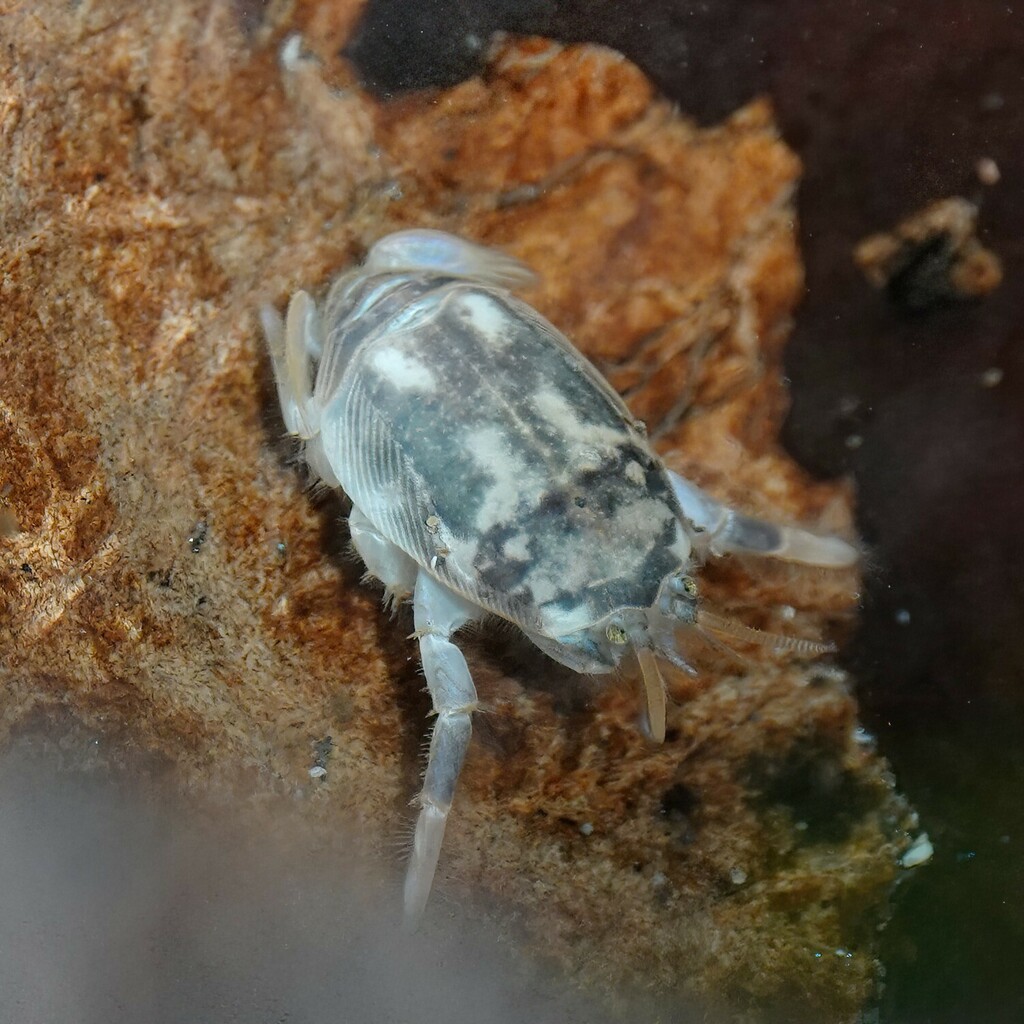 Hippa strigillata