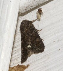 Melanchra pulverulenta