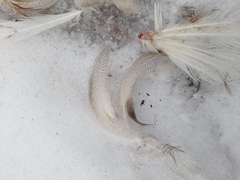 Anas platyrhynchos