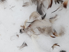 Anas platyrhynchos