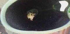 Didelphinae