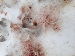 Anas platyrhynchos