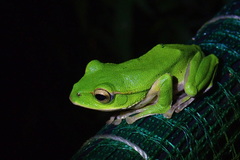 Zhangixalus prasinatus