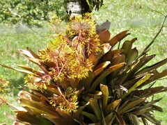 Aechmea leptantha