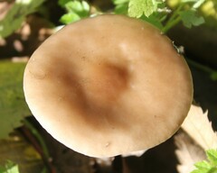 Melanoleuca melaleuca
