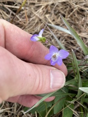 Viola sagittata