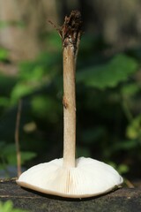 Melanoleuca melaleuca