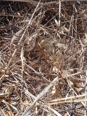 Heremites vittatus