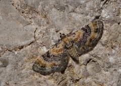 Eupithecia linariata