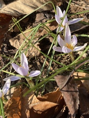 Crocus tommasinianus