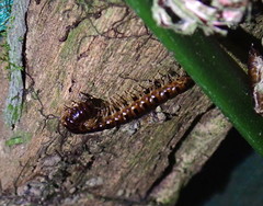Chamberlinius hualienensis
