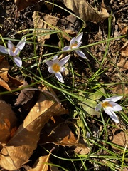 Crocus tommasinianus
