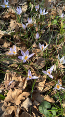 Crocus tommasinianus