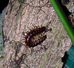 Chamberlinius hualienensis