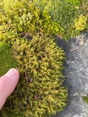 Racomitrium heterostichum