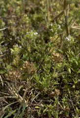 Thymus embergeri