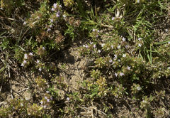 Thymus embergeri