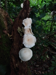 Ripartitella brasiliensis