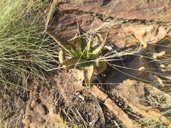 Aloe greatheadii davyana