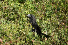 Crotophaga ani