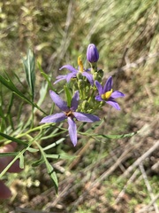 Solanum angustifidum