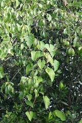 Ipomoea alba