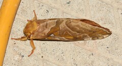 Sthenopis purpurascens