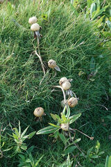 Ipomoea violacea
