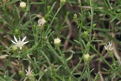 Gutierrezia solbrigii