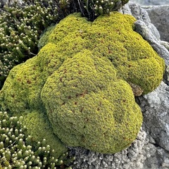 Bolax gummifera
