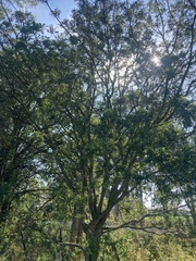 Zanthoxylum rhoifolium