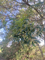 Zanthoxylum rhoifolium