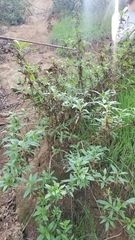 Diplacus longiflorus